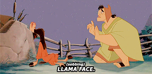 ugly llama face  1.gif